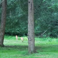 Ridge Campground At Cook Forest ico