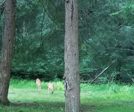 Ridge Campground At Cook Forest