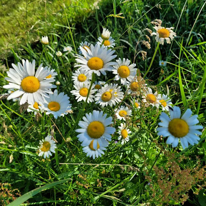 Camp Hire a Home Inspector (meet your hosts, Thieving Scumbags)! Picture 8