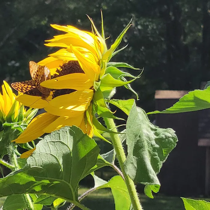 Camp Hire a Home Inspector (meet your hosts, Thieving Scumbags)! Picture 3