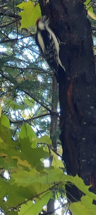 Ammonoosuc Campground Picture 2
