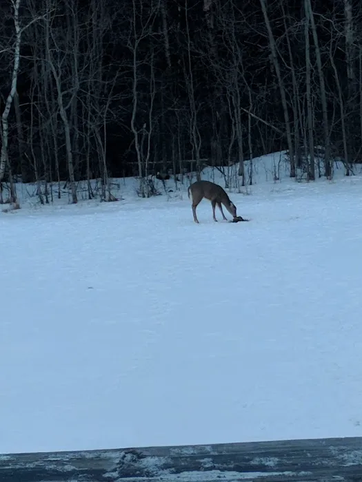 Notch View Inn & Campground Picture 2