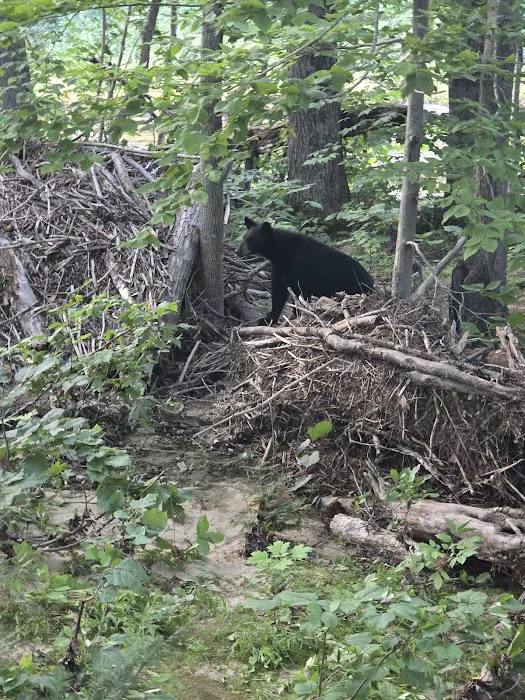 Glen Ellis Camground Picture 4