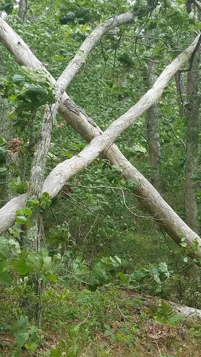 Nickerson State Park - Area 6 Picture 5