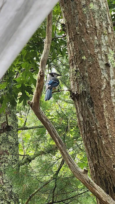 Nickerson State Park - Area 7 Picture 1