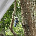 Nickerson State Park - Area 7