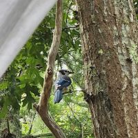 Nickerson State Park - Area 7 ico