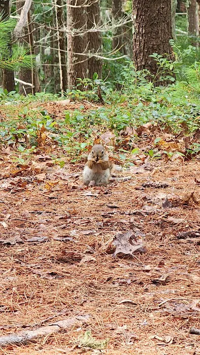 Nickerson State Park - Area 7 Picture 2