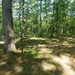 Green Ridge State Forest Campsite 19