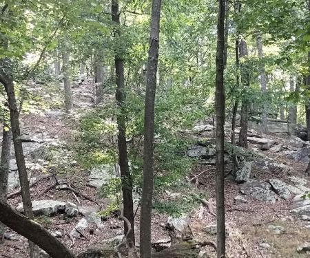 Cacapon State Park Cabins
