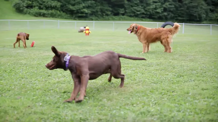 Pioneer Lakes RV Park Picture 6