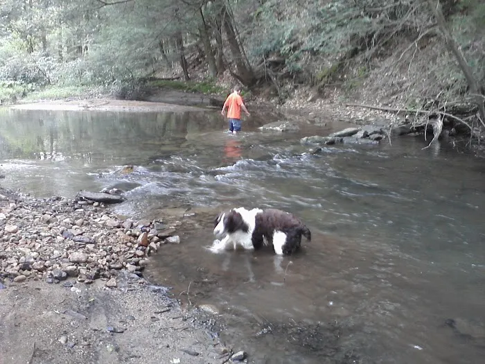 Laurel Hill State Park Group Campground Picture 8