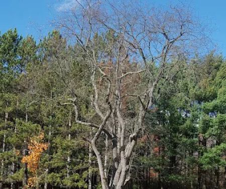 Lost Mountain Campground