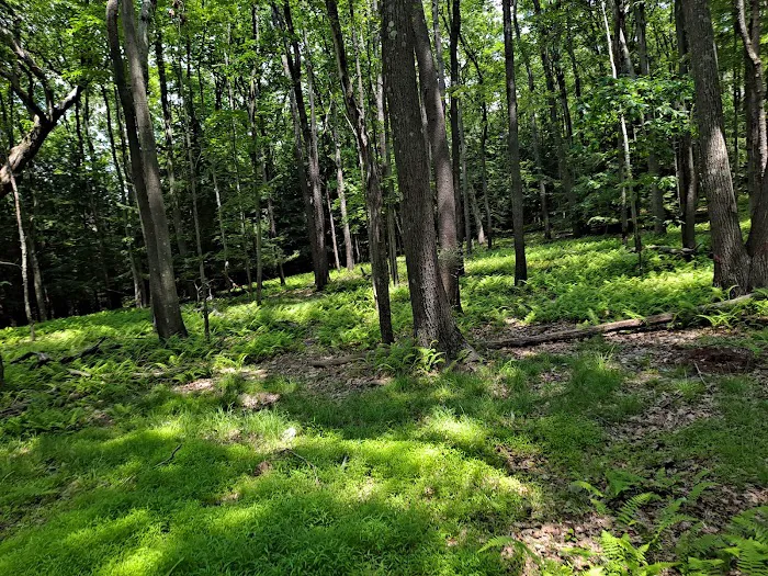 Cook Forest Scenic Trailride, Dude Ranch, and Campground Picture 5