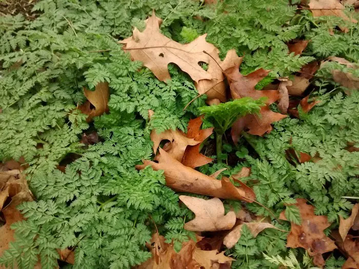 Maranatha Youth Ranch & Bible Picture 5