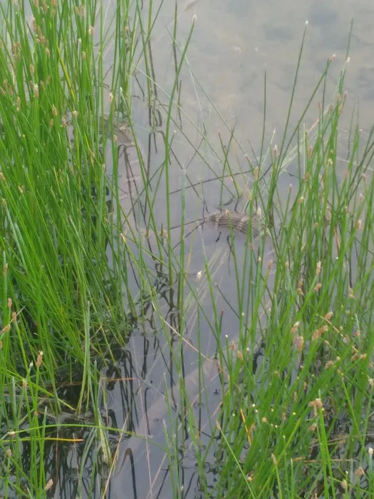 Smith Grove Campground Picture 3