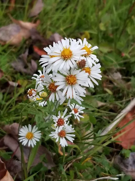 Laurel Hill State Park Campground Picture 9