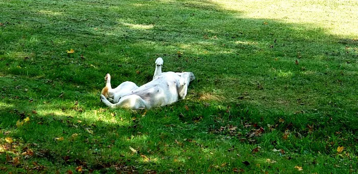 Laurel Hill State Park Campground Picture 1