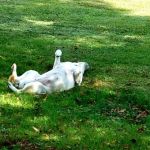 Laurel Hill State Park Campground