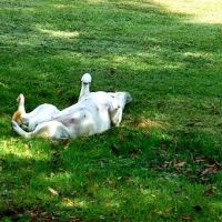 Laurel Hill State Park Campground ico