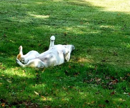 Laurel Hill State Park Campground