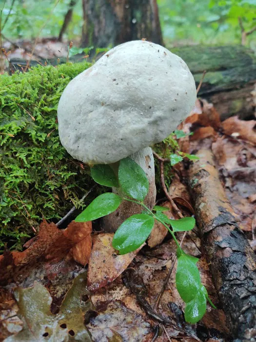 Laurel Hill State Park Campground Picture 8