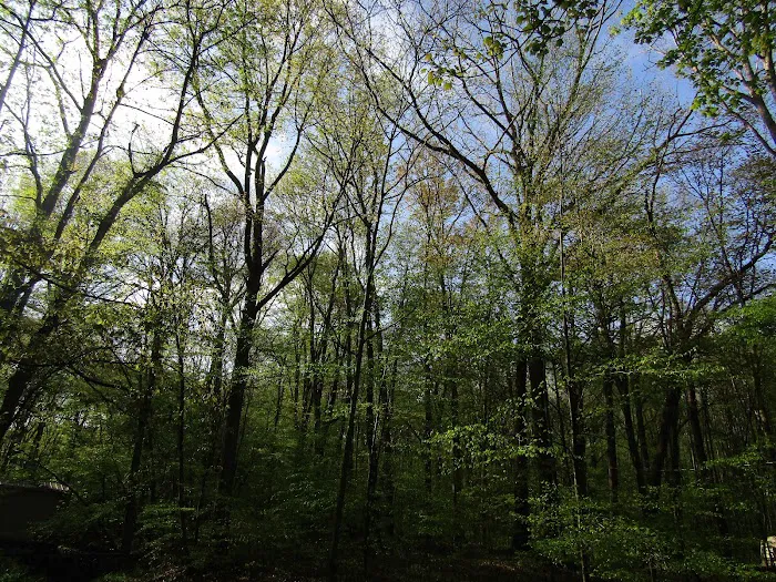 Posey Corners Campground Picture 7