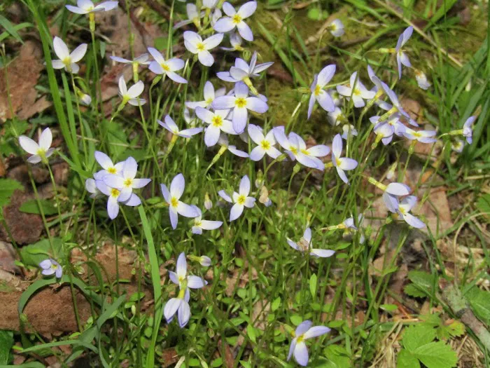 Posey Corners Campground Picture 2