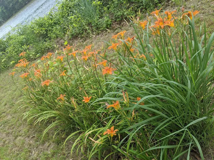 Bush Park Camping Resort Picture 4