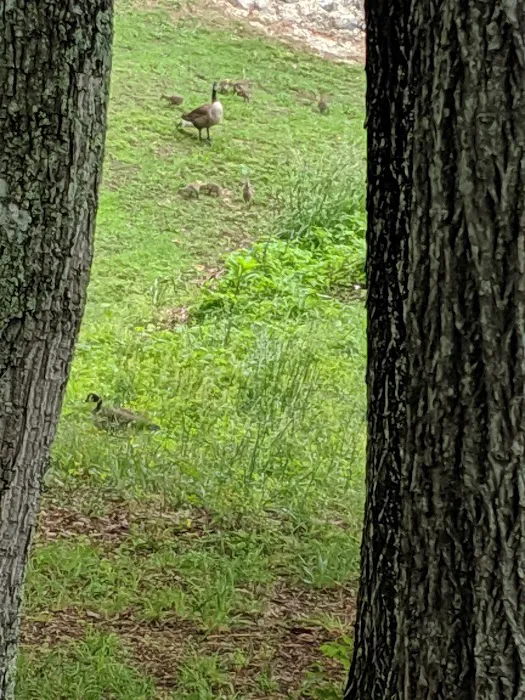 Bush Park Camping Resort Picture 9