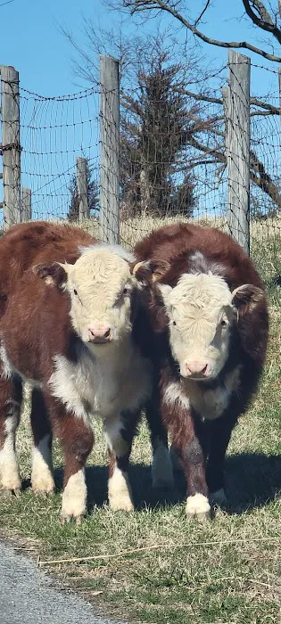 Mountainview RV Campground Picture 4