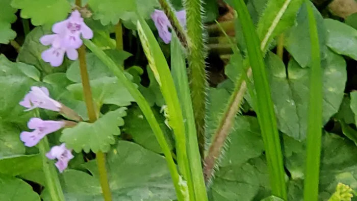 Gooney Creek Campgrounds Picture 6