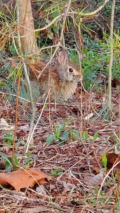 Shenandoah River State Park RV Campground Picture 8