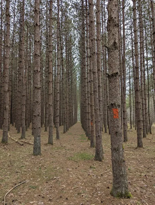 Tionesta Recreation Area Campground Picture 7