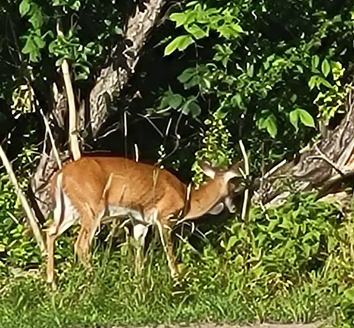 Savidge's Creekside Campgrounds Picture 10