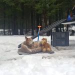 Barnes Field Group Campground