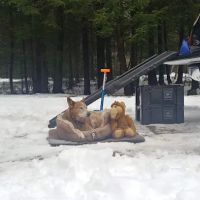 Barnes Field Group Campground ico