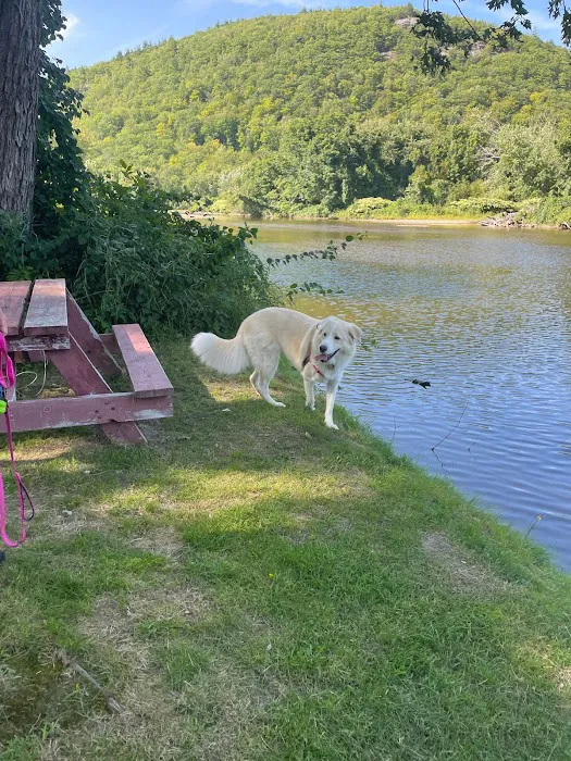 White Birches Camping Park Picture 3