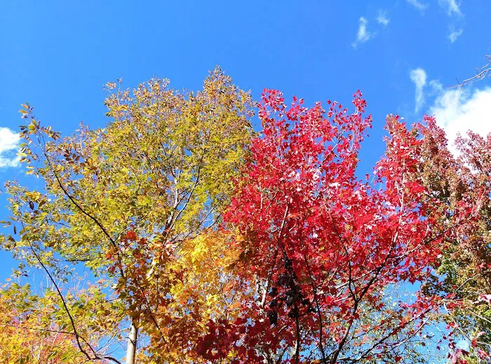 Dolly Copp Campground Picture 10