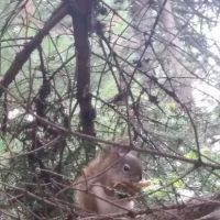 Black Brook Cove Campground ico