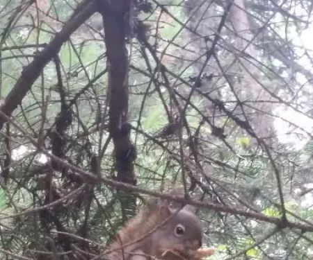 Black Brook Cove Campground