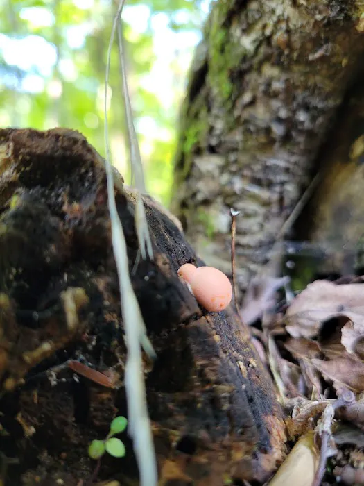 Great Gulf Link Trailhead Picture 6