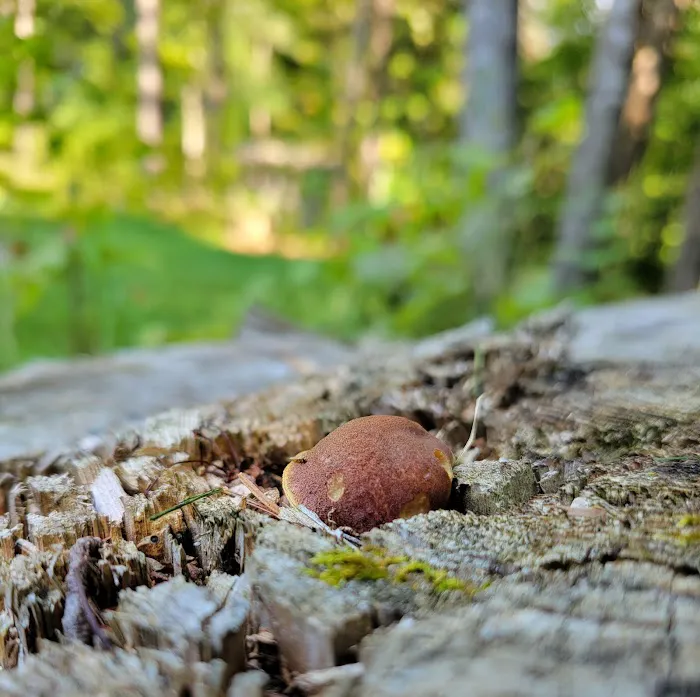 Great Gulf Link Trailhead Picture 5