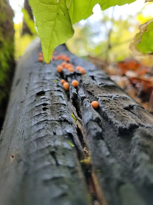 Great Gulf Link Trailhead Picture 3