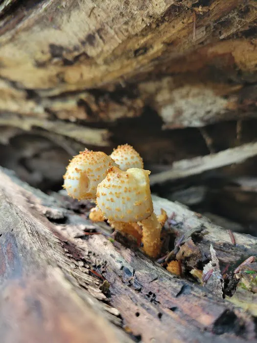 Great Gulf Link Trailhead Picture 7