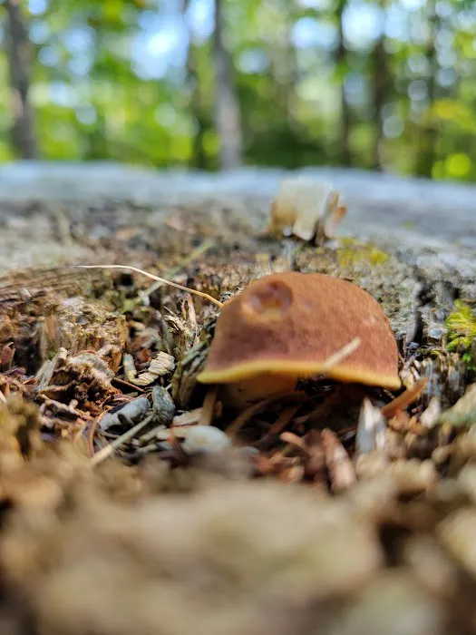 Great Gulf Link Trailhead Picture 1