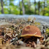 Great Gulf Link Trailhead ico