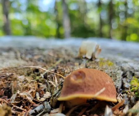 Great Gulf Link Trailhead