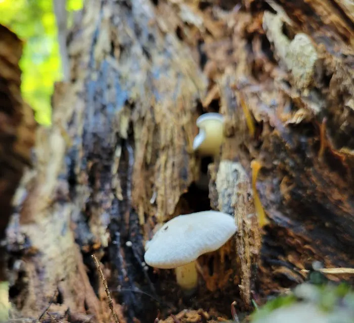 Great Gulf Link Trailhead Picture 4