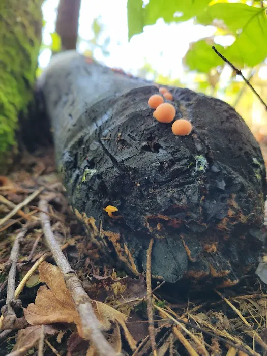 Great Gulf Link Trailhead Picture 2